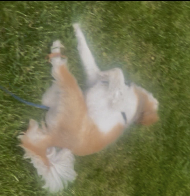 Dog having fun, bliss, joy Dog having fun, bliss, joy