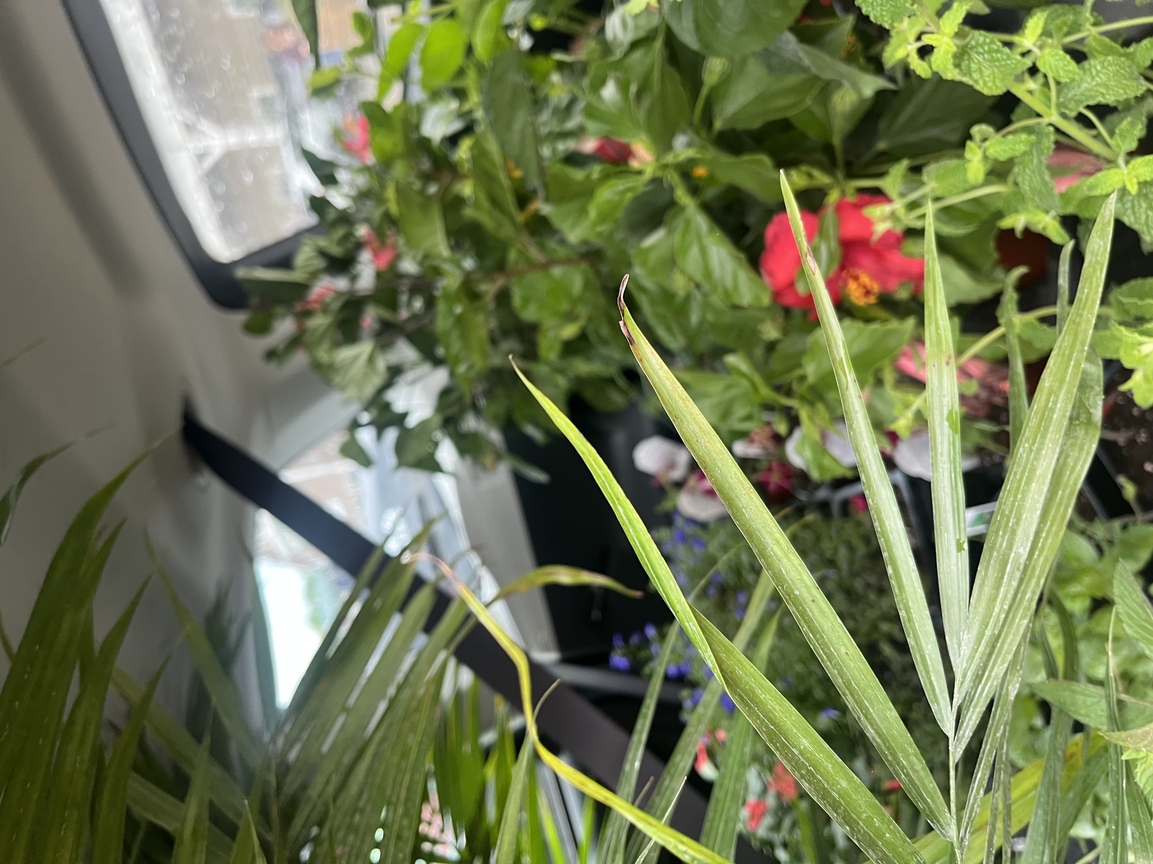 plants overwhelm 
