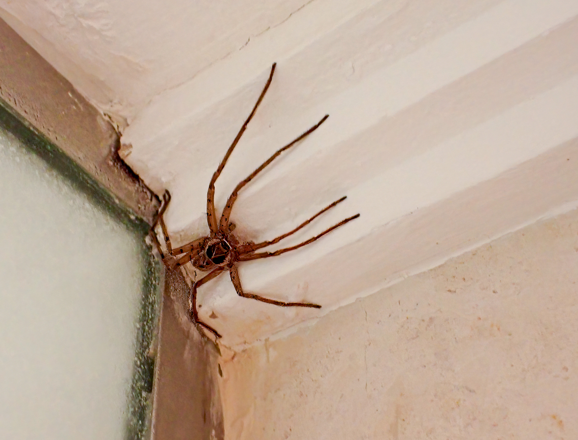 Spider 
