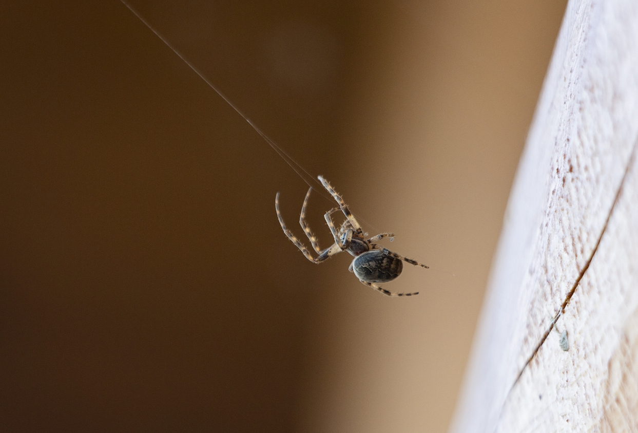 Spider control
