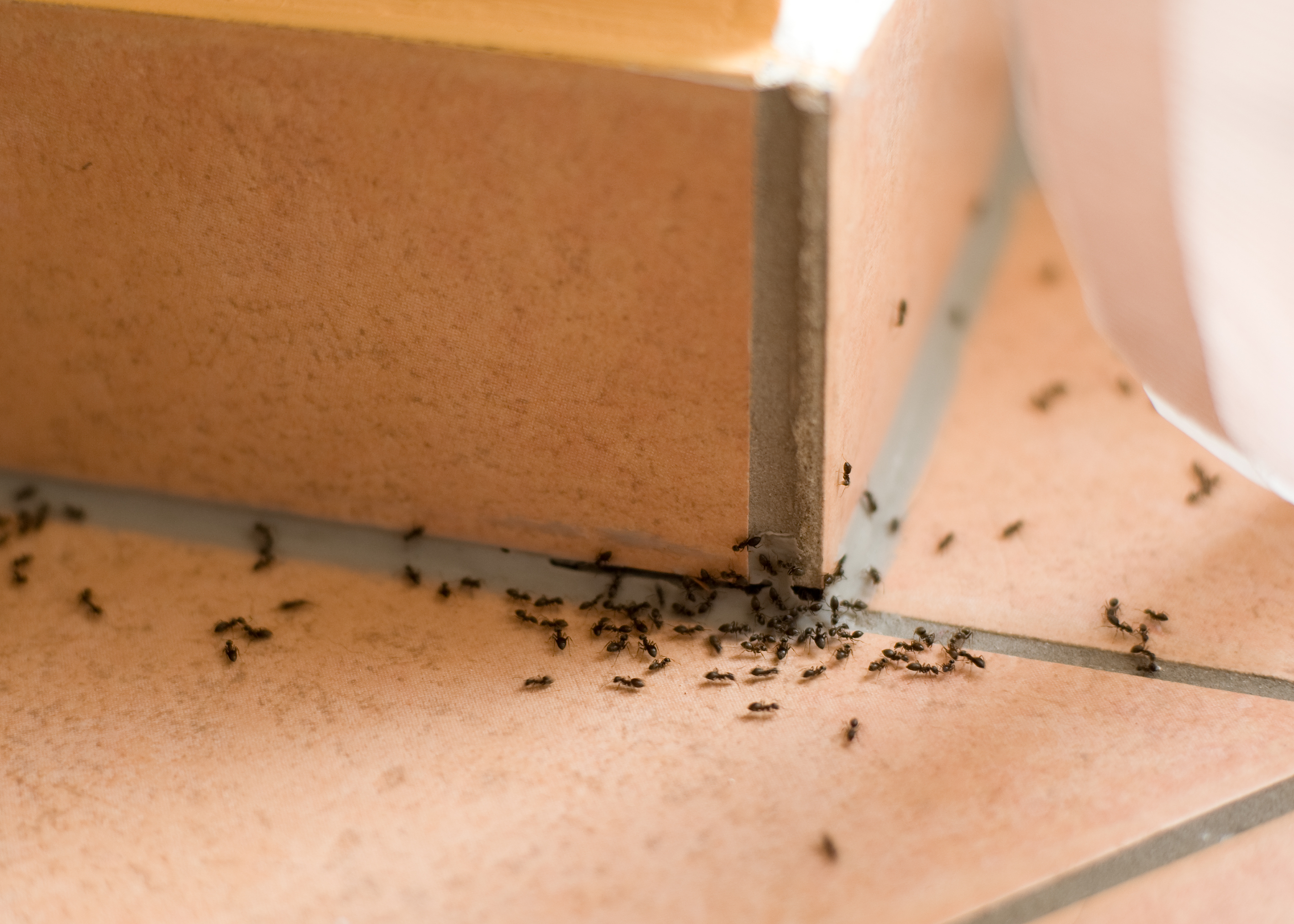 Ant