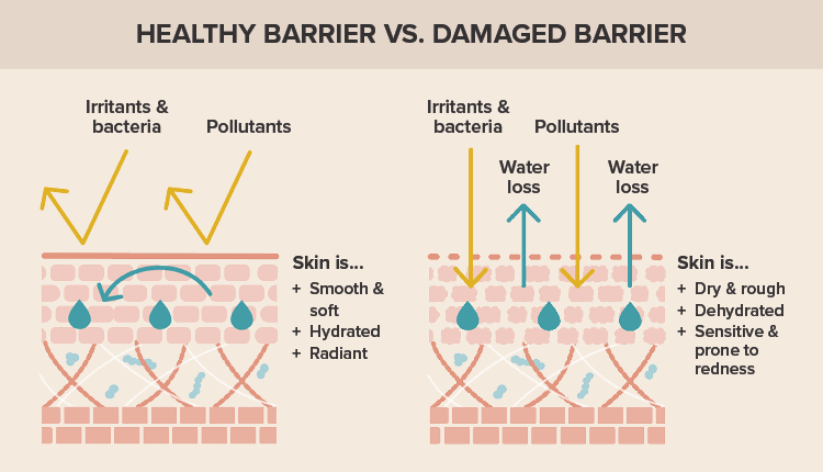 animated image of a healthy vs damaged skin barrier