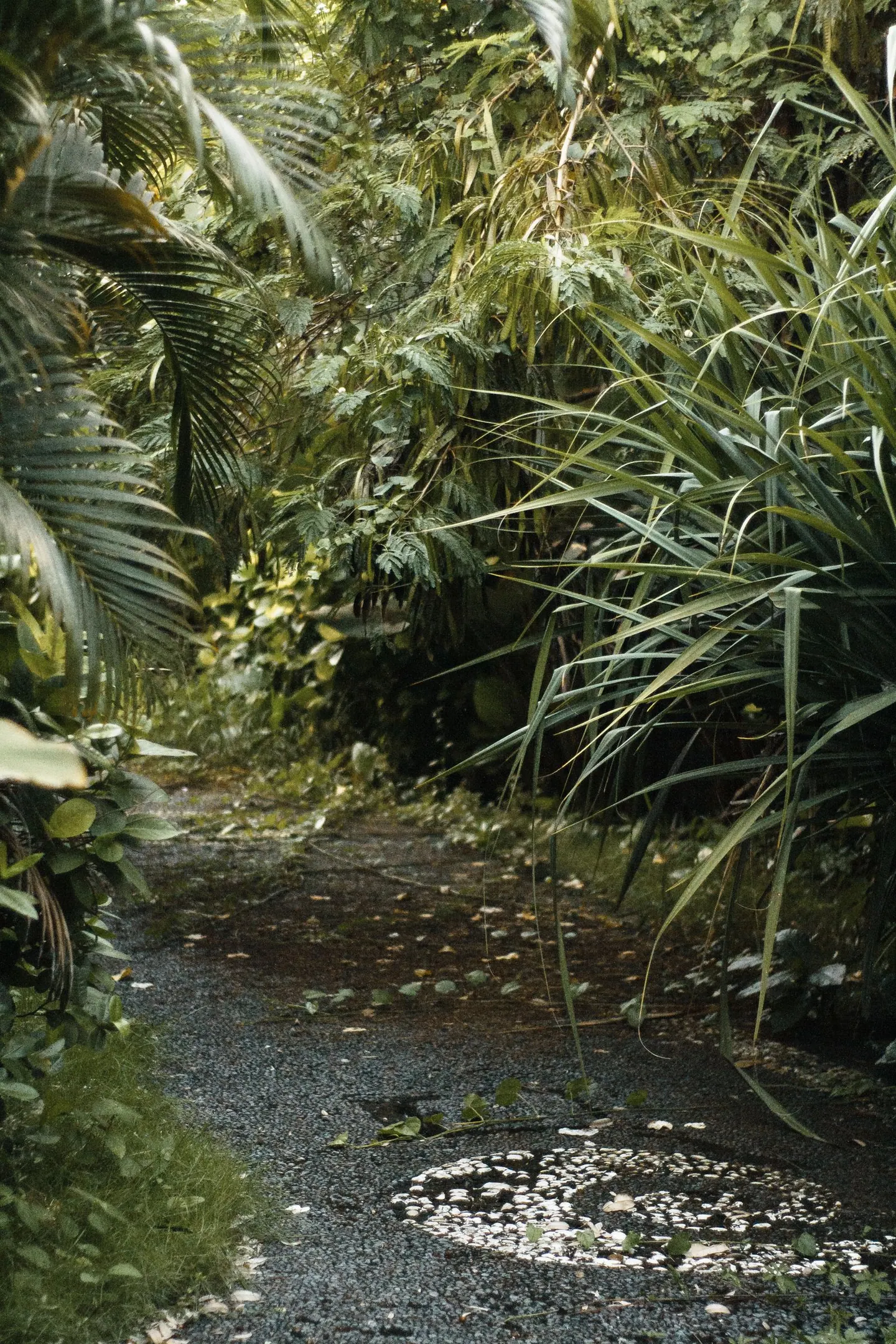 stock photography: A path through the garden