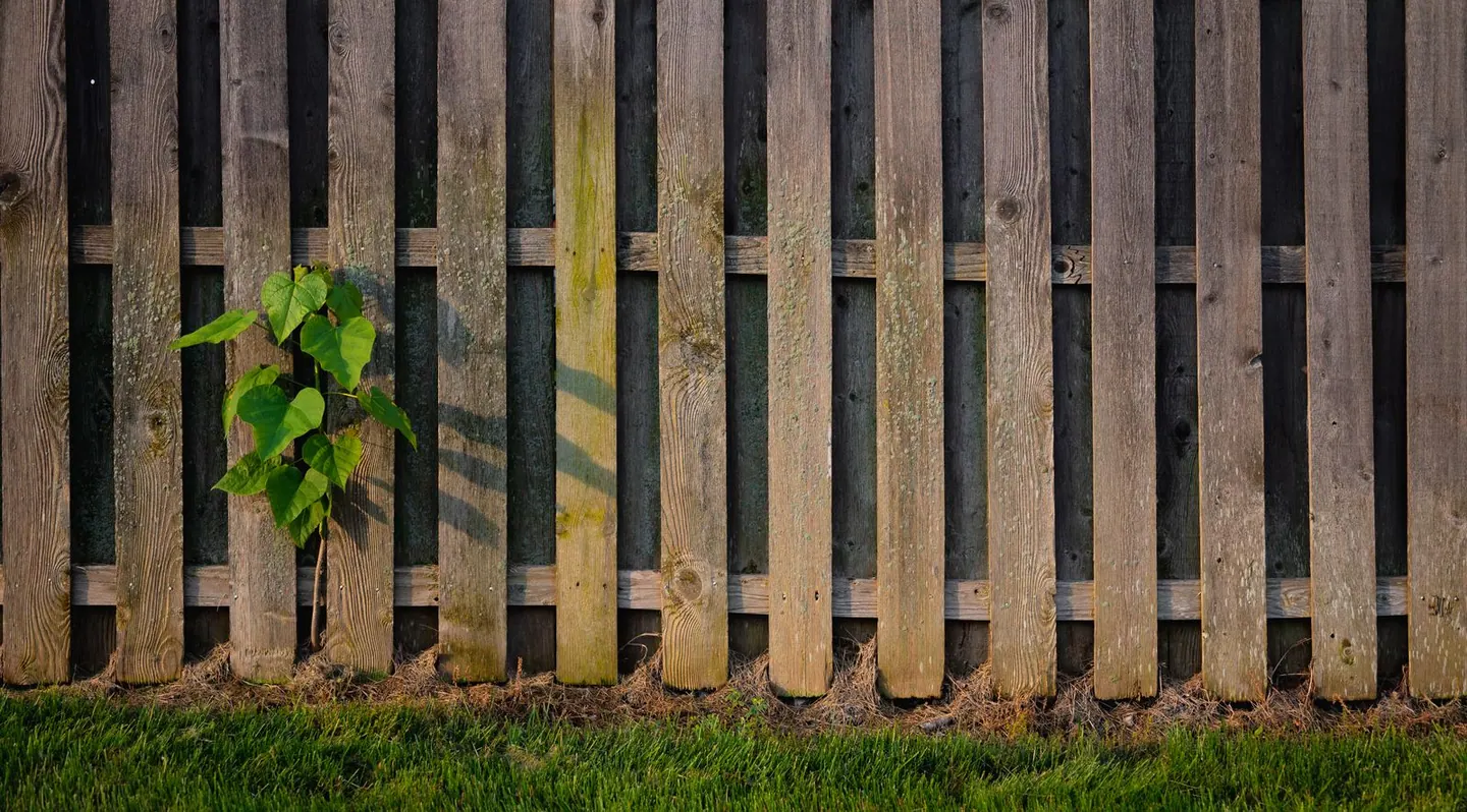 Illustrative stock photo of a timber fence and green foliage