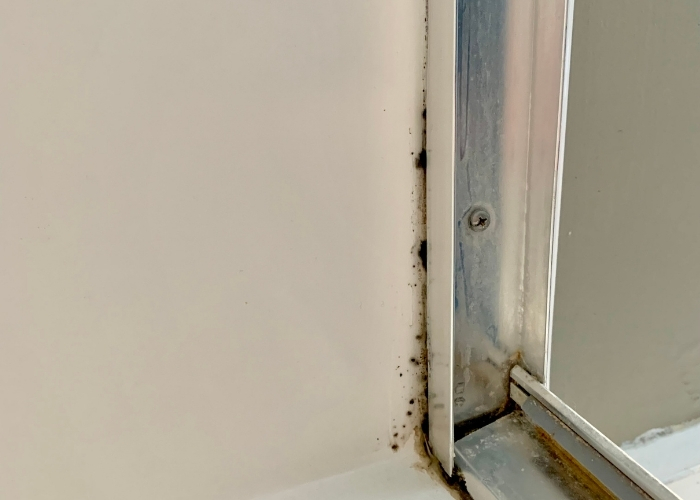 Mold Found in Bathroom Shower