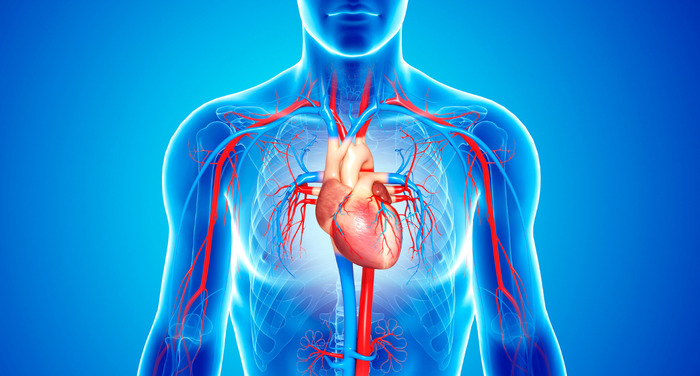 Cardiovascular System Cardiovascular System