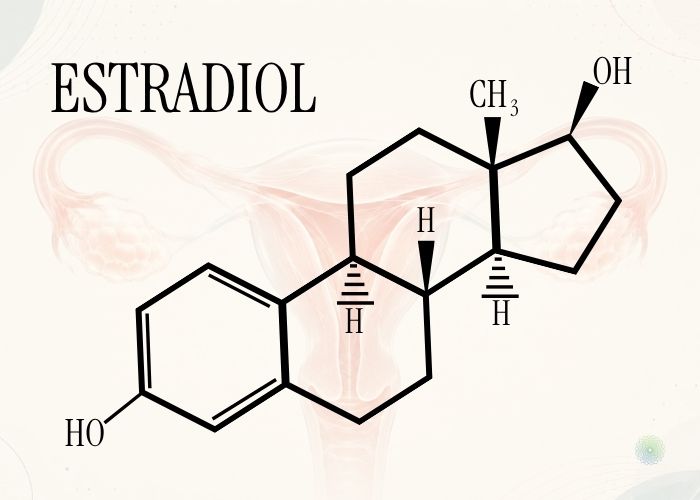 Molecular Structure of Estrogen