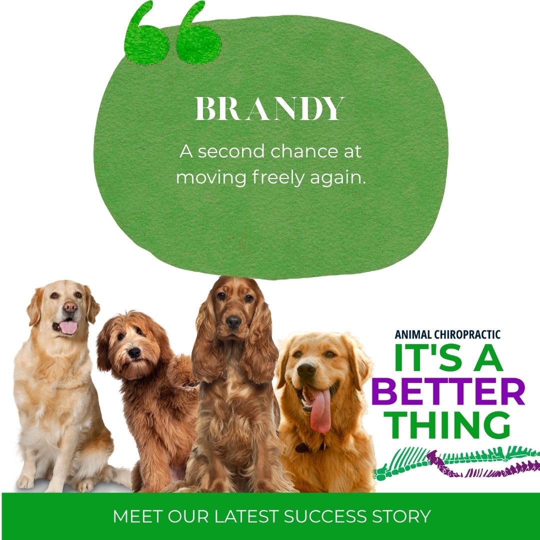 Brandy: A Second Chance at Mobility