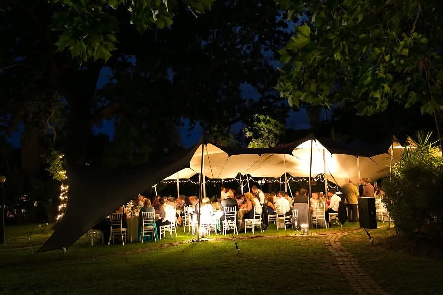 Elephant in the veld