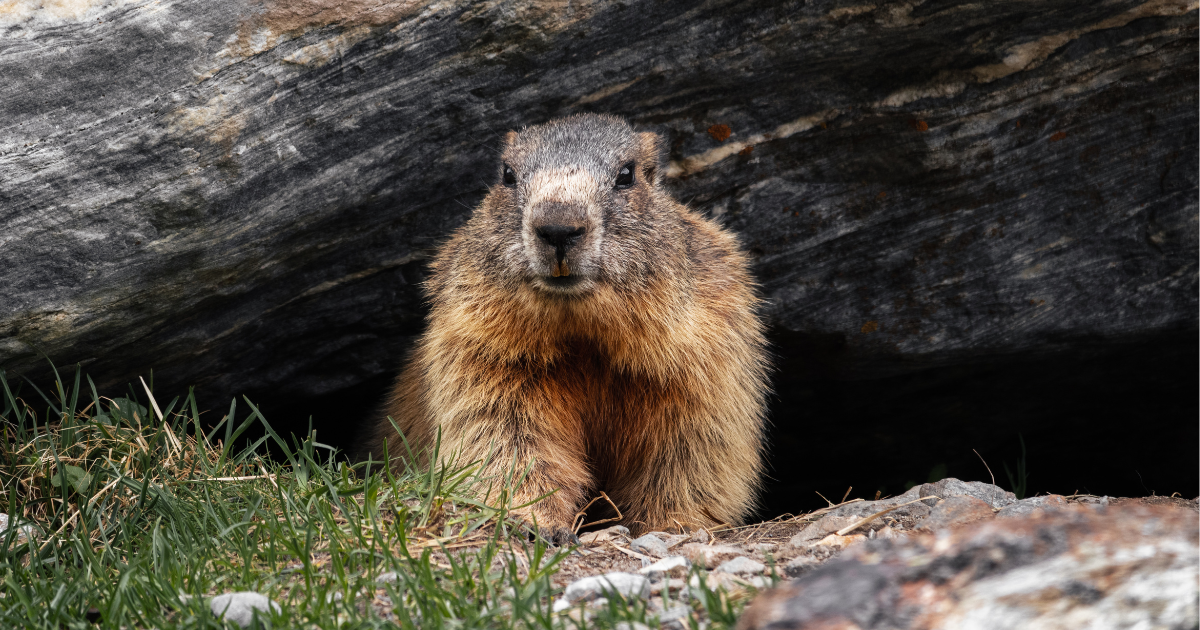 A groundhog peeps out from under a log A groundhog peeps out from under a log