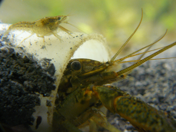 An adult marbled crayfish with a much smaller juvenile perched on top of it, at the mouth of a length of pipe