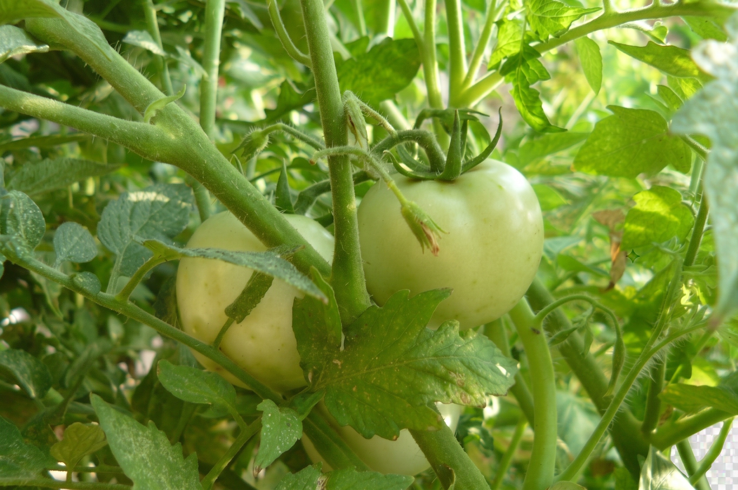Green tomatoes ripening on the vine