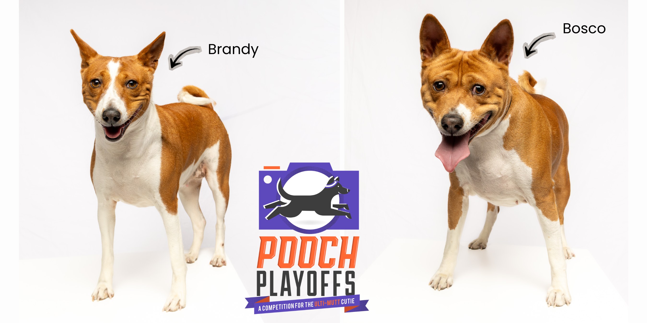 Brandy and Bosco photographed on a white studio background for Pooch Playoffs 2026 by Andria May Photography in Gilbert, Arizona. Brandy and Bosco photographed on a white studio background for Pooch Playoffs 2026 by Andria May Photography in Gilbert, Arizona.