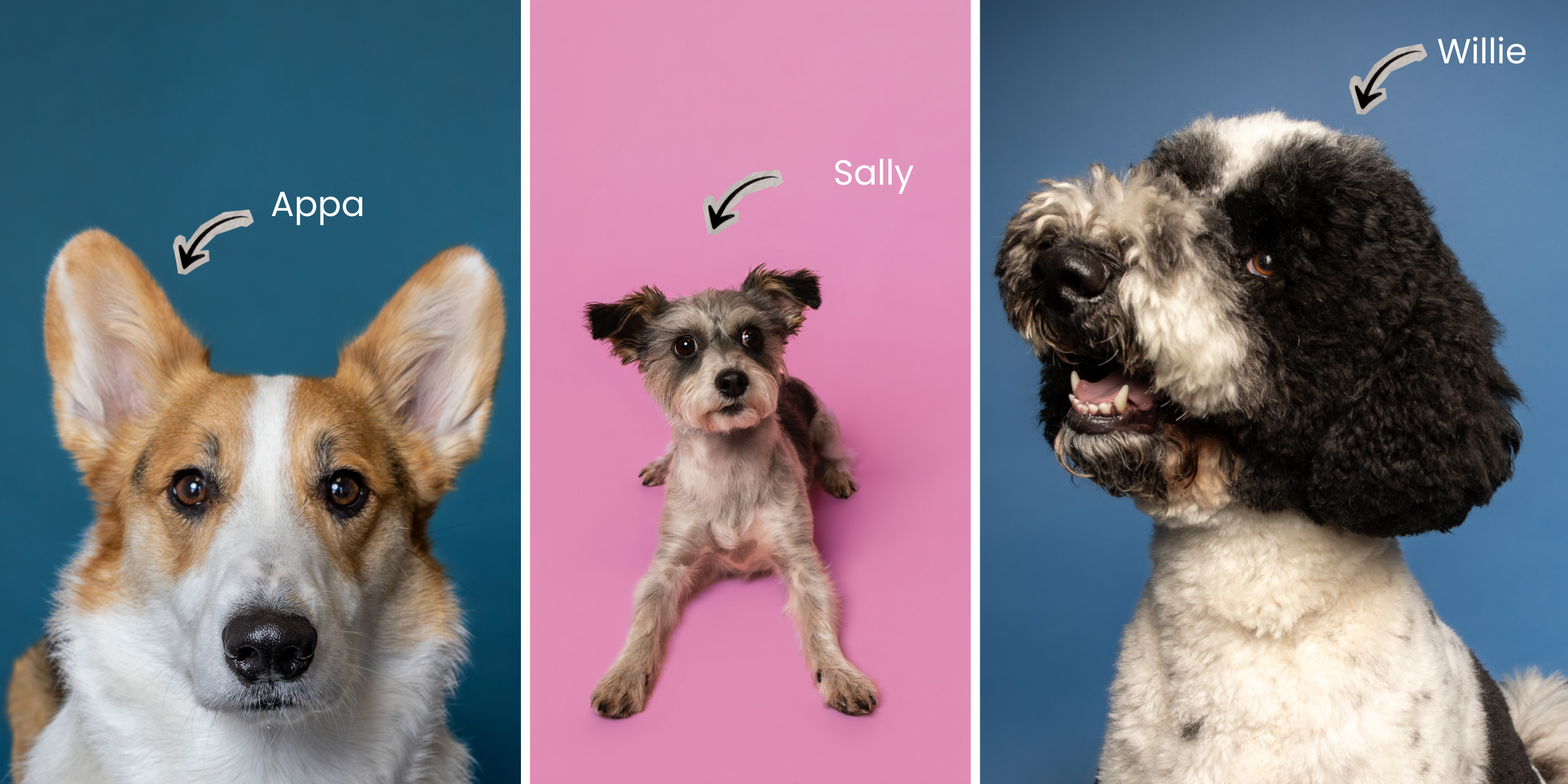 Appa, Sally and Willie in colorful studio dog portraits created for Pooch Playoffs 2026 by Andria May Photography in Gilbert AZ. Appa, Sally and Willie in colorful studio dog portraits created for Pooch Playoffs 2026 by Andria May Photography in Gilbert AZ.