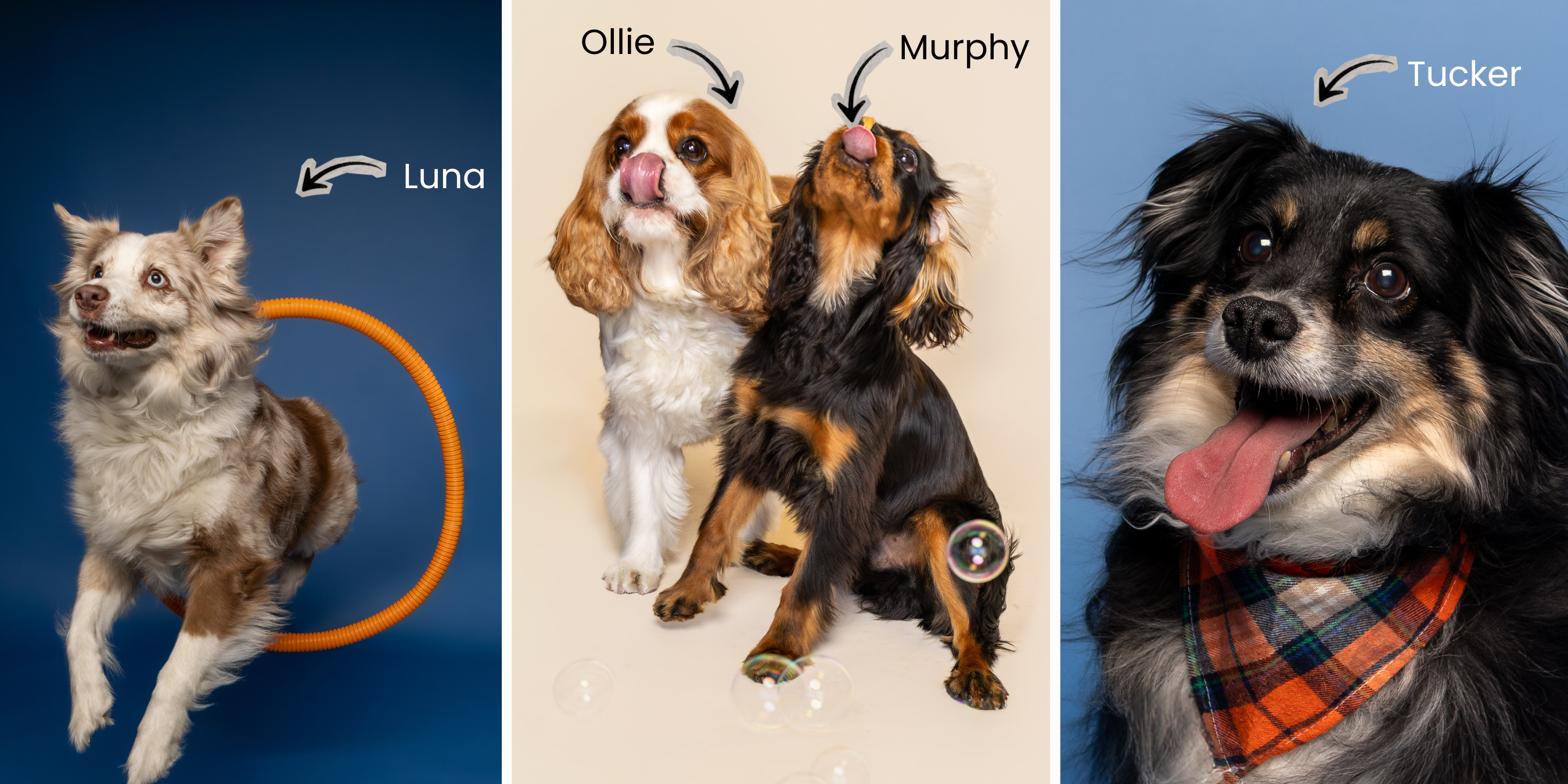 Luna, Ollie, Murphy and Tucker showing their personalities during Pooch Playoffs 2026 dog portrait sessions with Andria May Photography. Luna, Ollie, Murphy and Tucker showing their personalities during Pooch Playoffs 2026 dog portrait sessions with Andria May Photography.