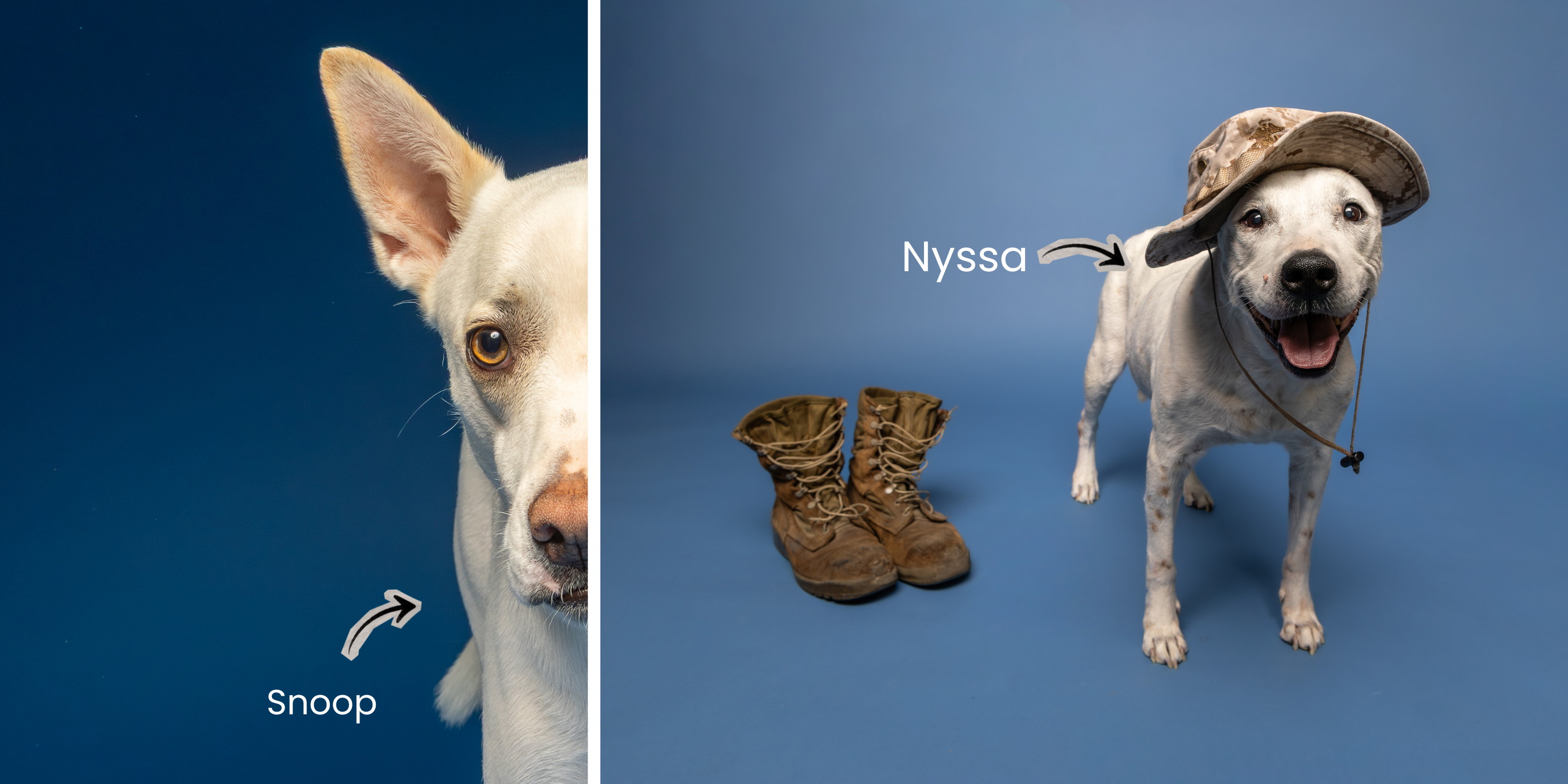 Pooch Playoffs dogs Snoop and Nyssa photographed on a blue studio background by Gilbert dog photographer Andria May Photography. Pooch Playoffs dogs Snoop and Nyssa photographed on a blue studio background by Gilbert dog photographer Andria May Photography.