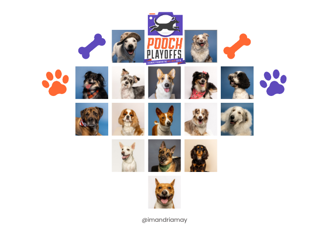 Photo of the 16 dogs in Pooch Playoffs 2026 hosted by Andria Meixner of Andria May Photography Photo of the 16 dogs in Pooch Playoffs 2026 hosted by Andria Meixner of Andria May Photography