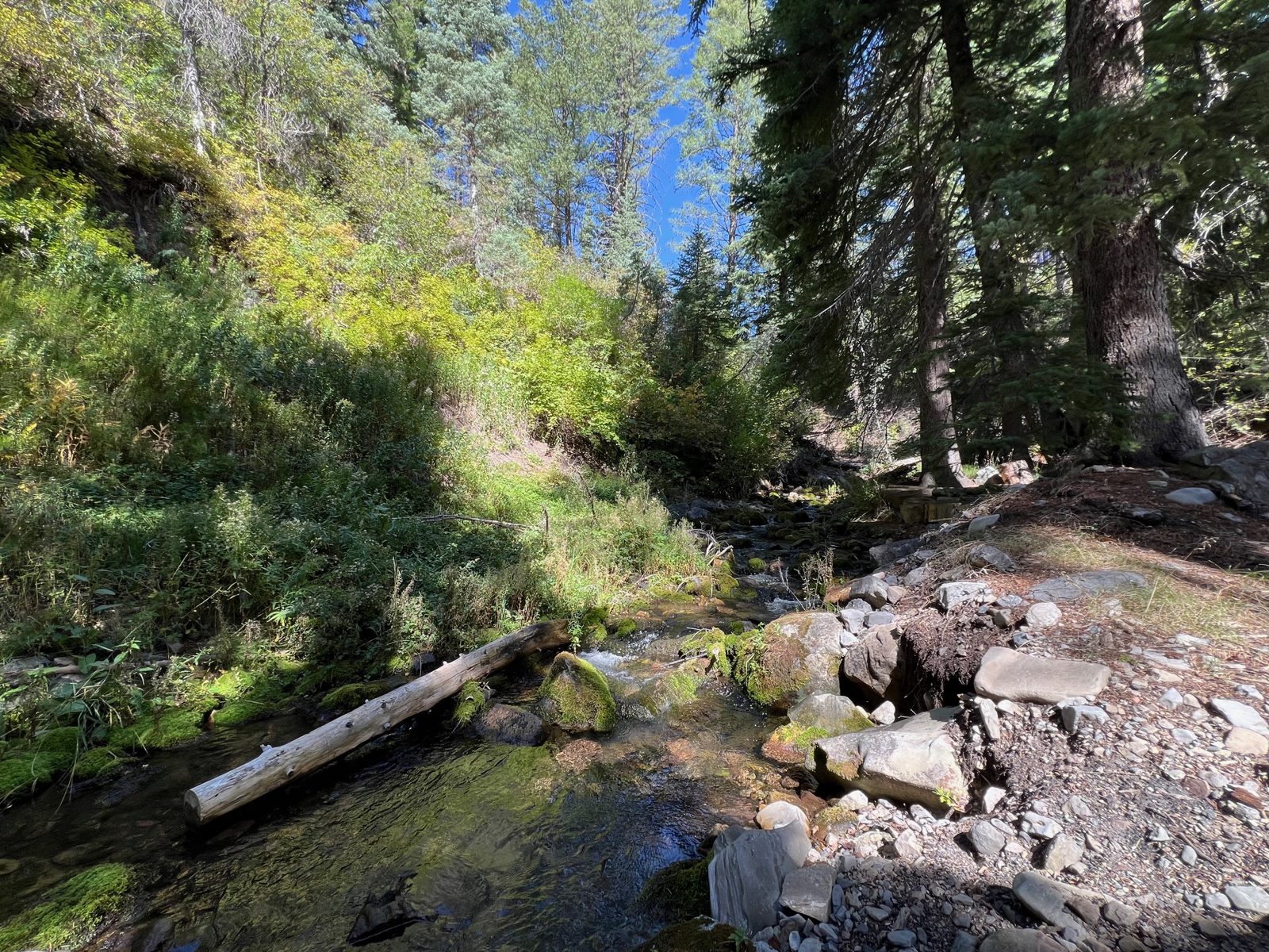 A mountain stream through the forest