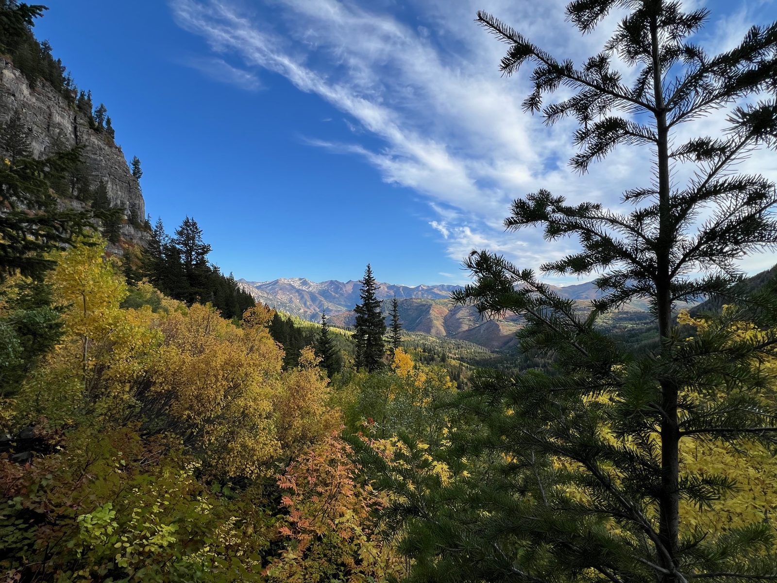 A canyon view above the trees