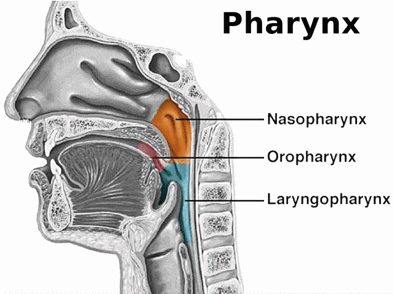 image of upper airway. nose, mouth, oropharynx, nasopharynx