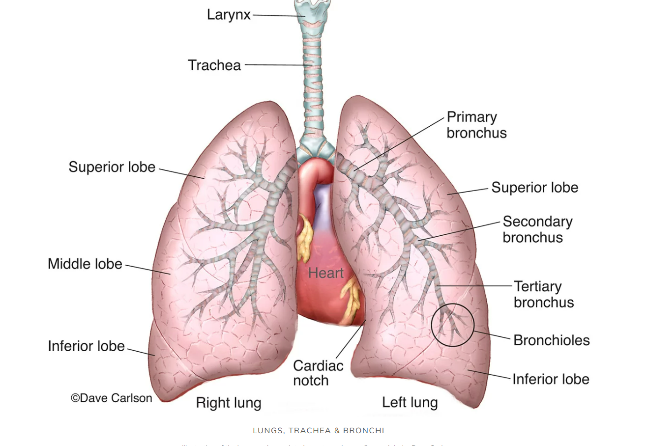 image of lungs. trachea, bronchioles, lungs