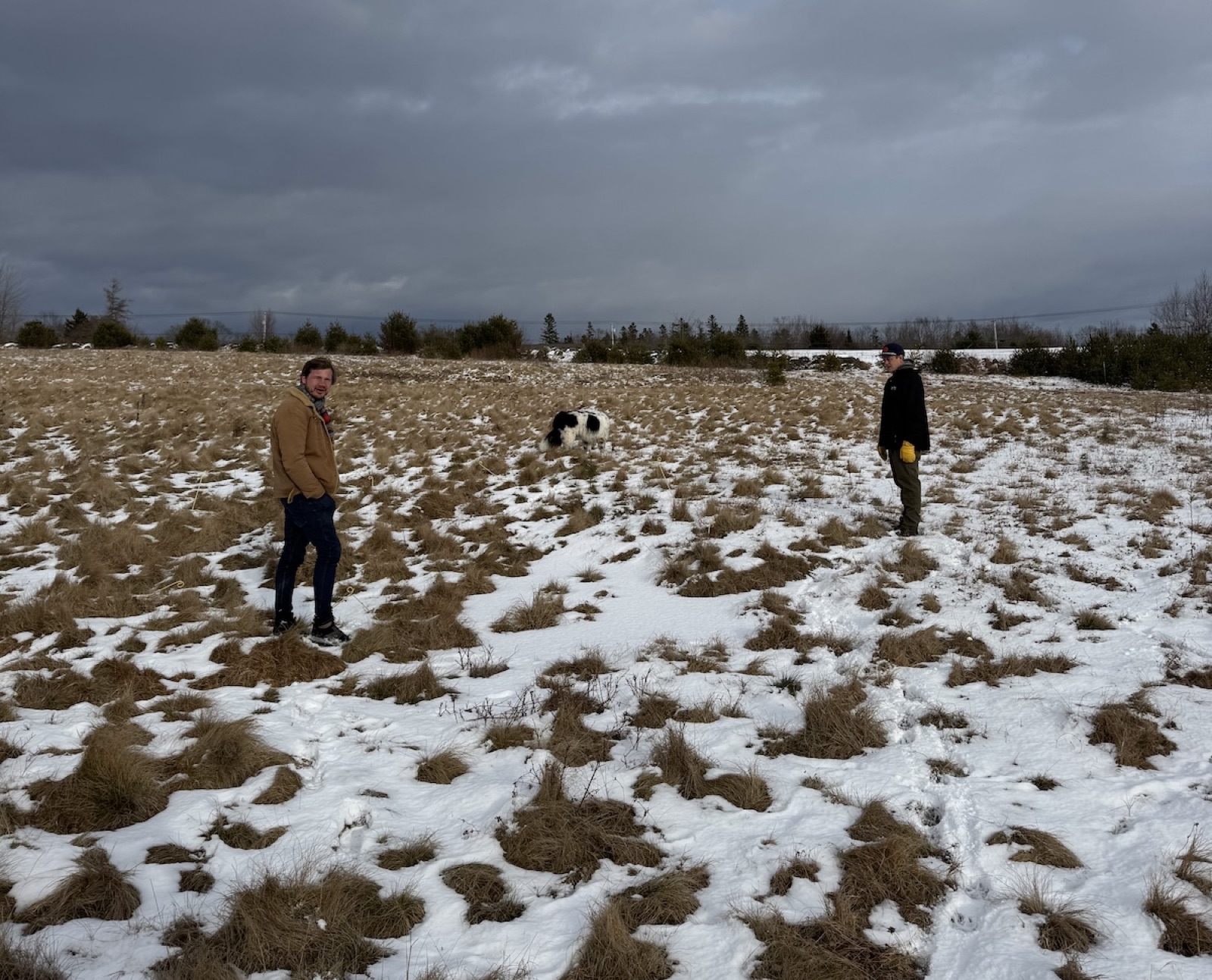Open field being walked in early spring