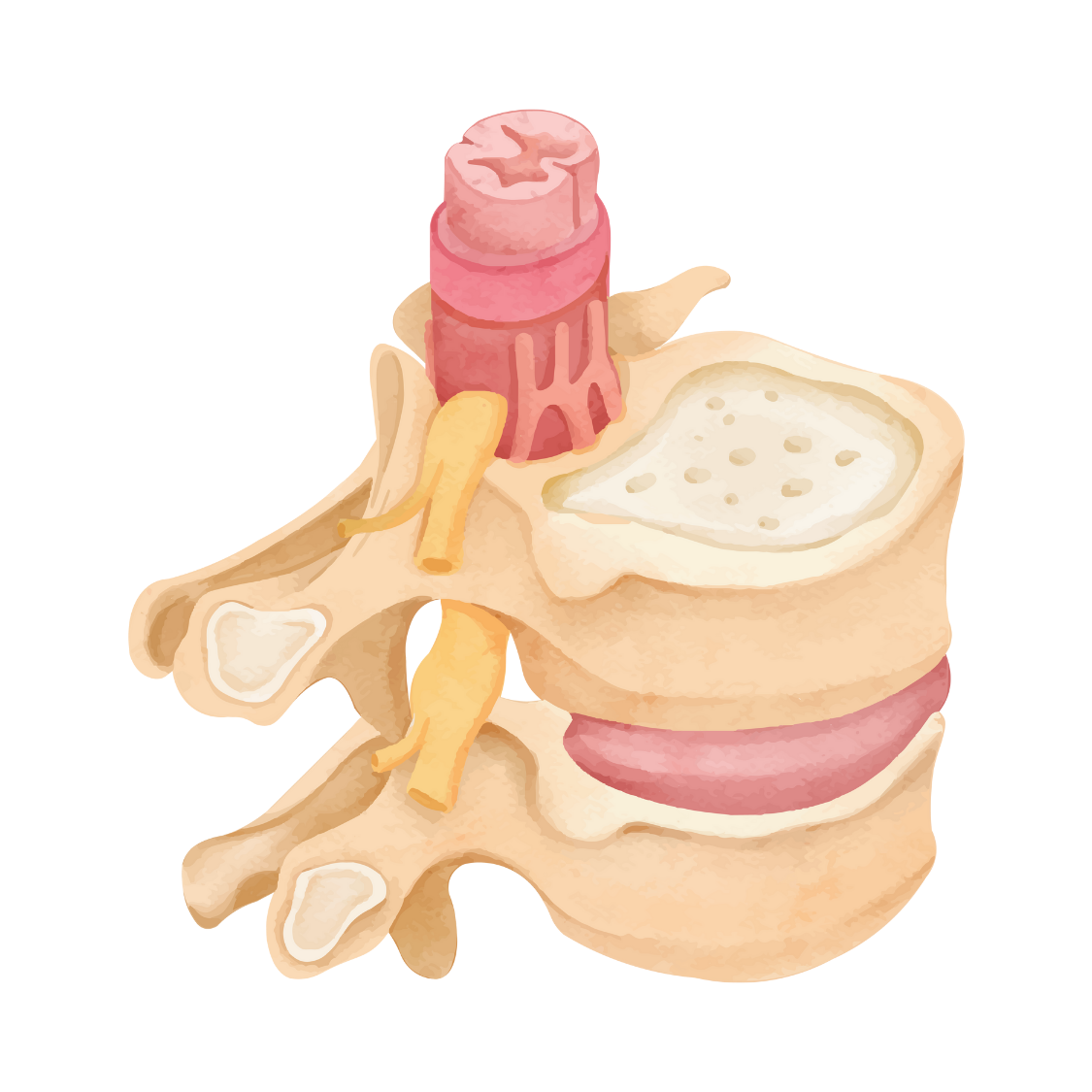 Watercolor vertebrae illustration representing spinal health and chiropractic care