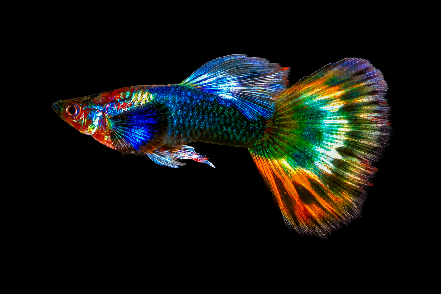 Fancy Tail Guppy with a wide flowing fan-shaped tail