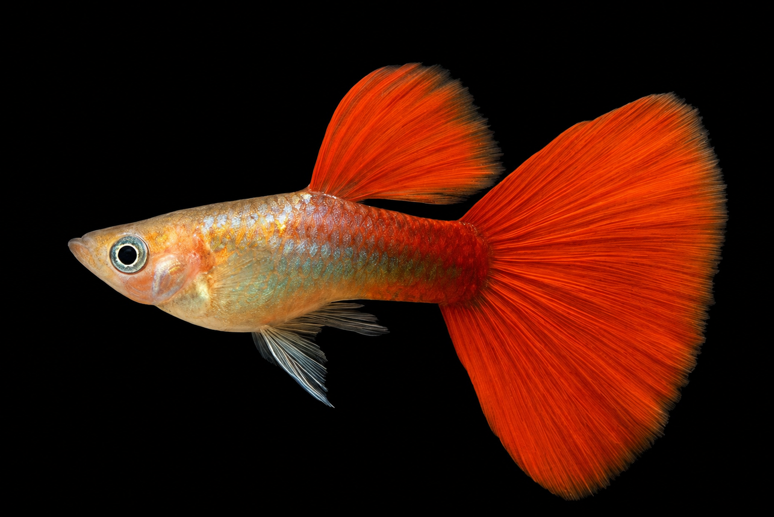 Delta Tail Guppy with a broad triangular tail fin