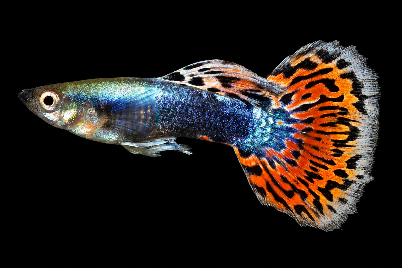 Leopard Guppy with dark spots across the tail and body