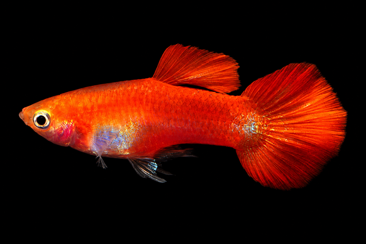Round Tail Guppy showing a compact rounded tail fin