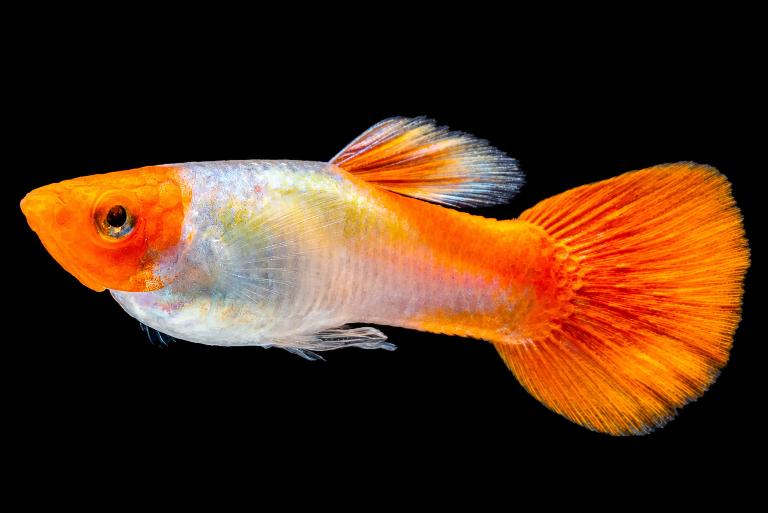 Koi Guppy with white, red and orange colour patches