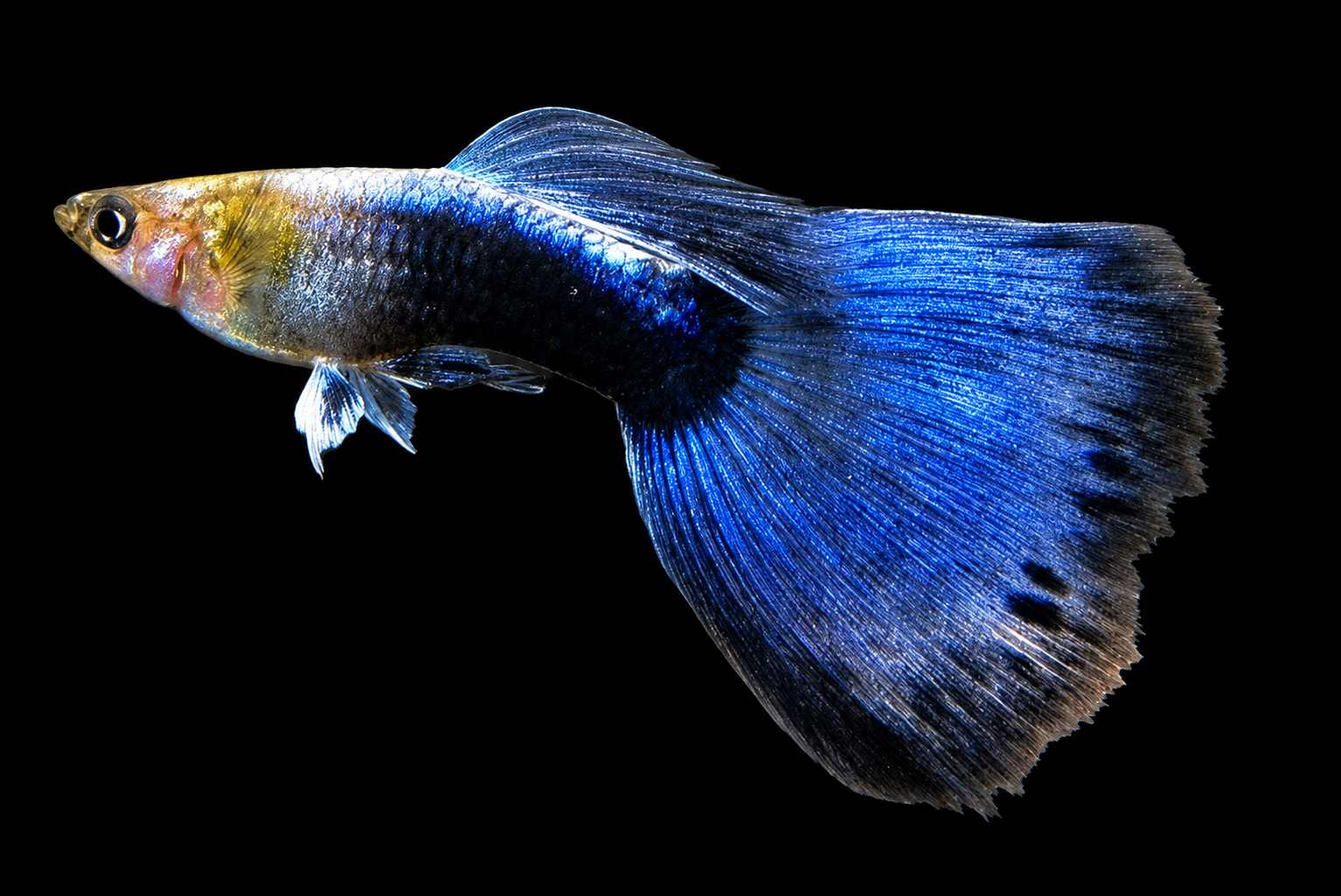 Neon Blue Guppy with bright blue body and fins