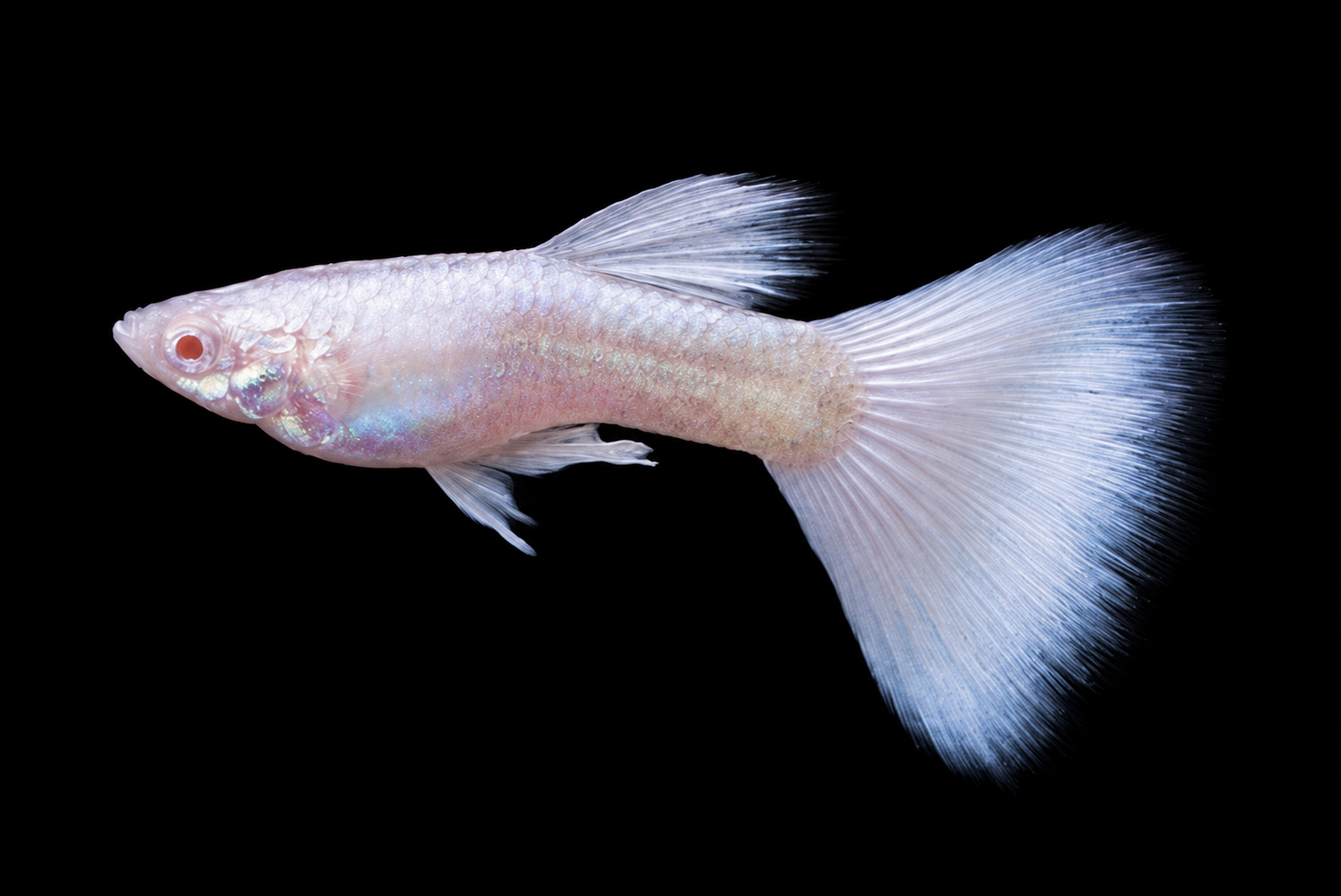 Albino Guppy with pale body, red eyes and colourful fins