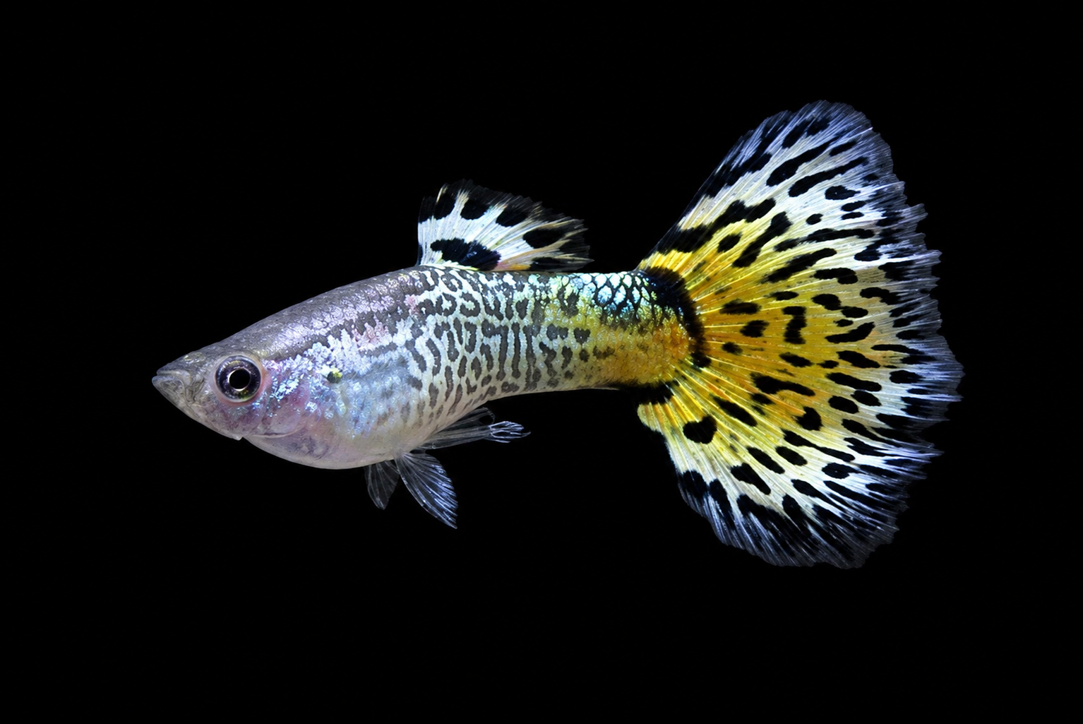 Snakeskin Guppy with detailed net-like body pattern