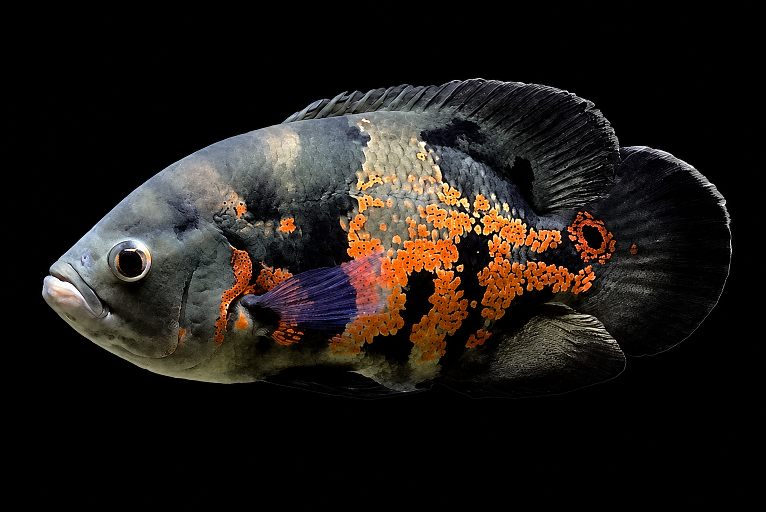 Tiger Oscar with irregular orange-red markings on a dark body