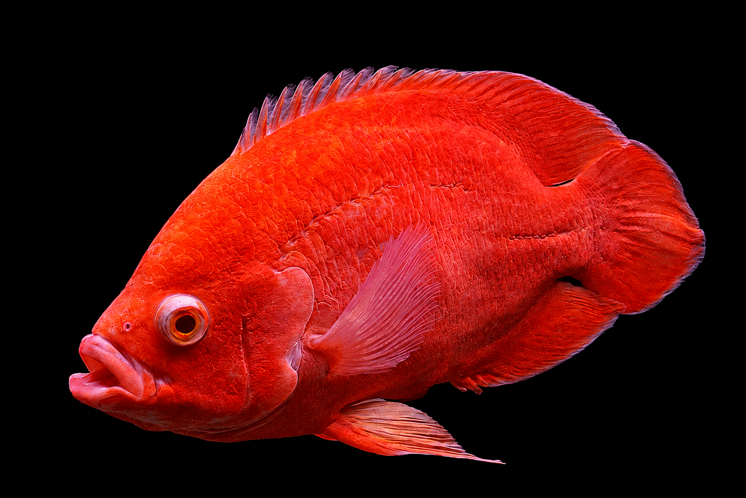 Red Oscar with extensive orange-red colour across the body