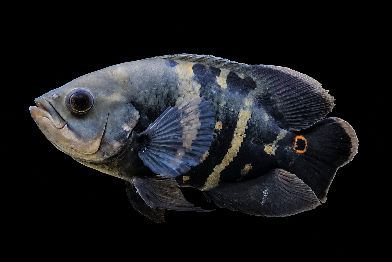 Oscar fish sold as Bumblebee Oscar with yellow and dark contrasting markings