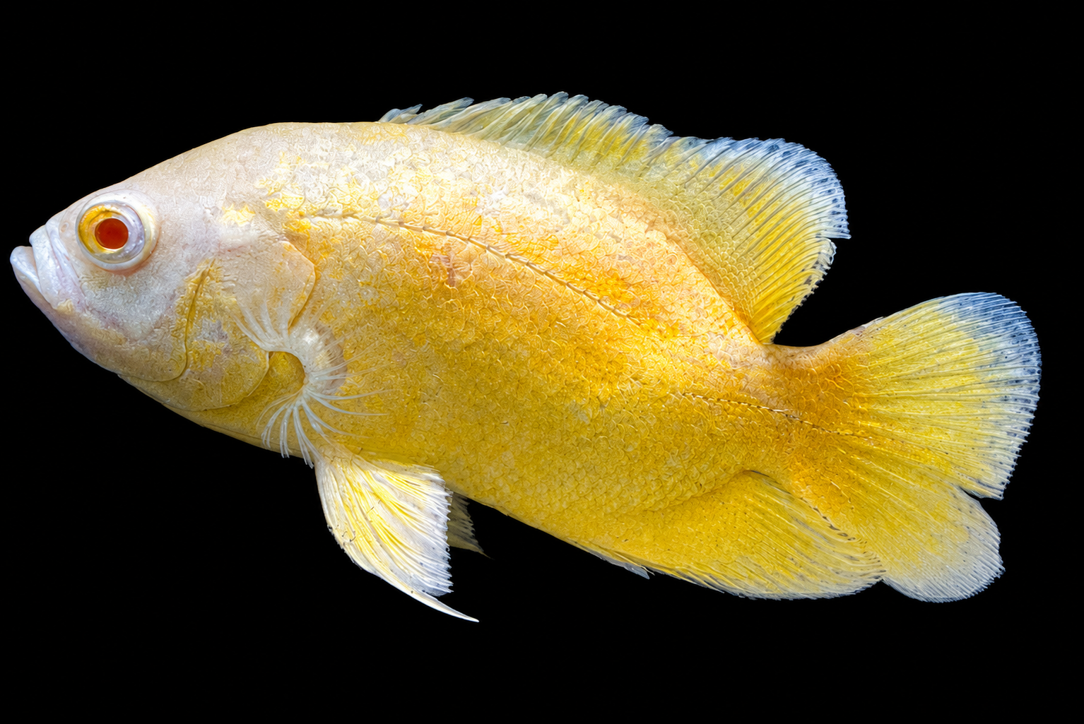 Lemon Oscar with a pale yellow body and warm orange accents