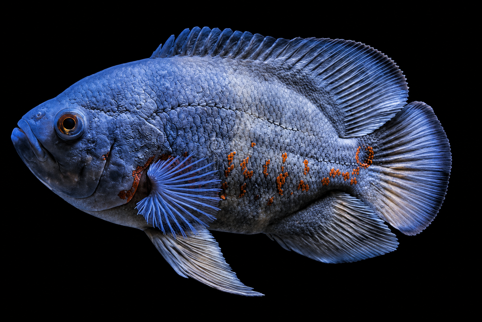 Oscar fish sold as Blue Oscar with a bluish iridescent sheen