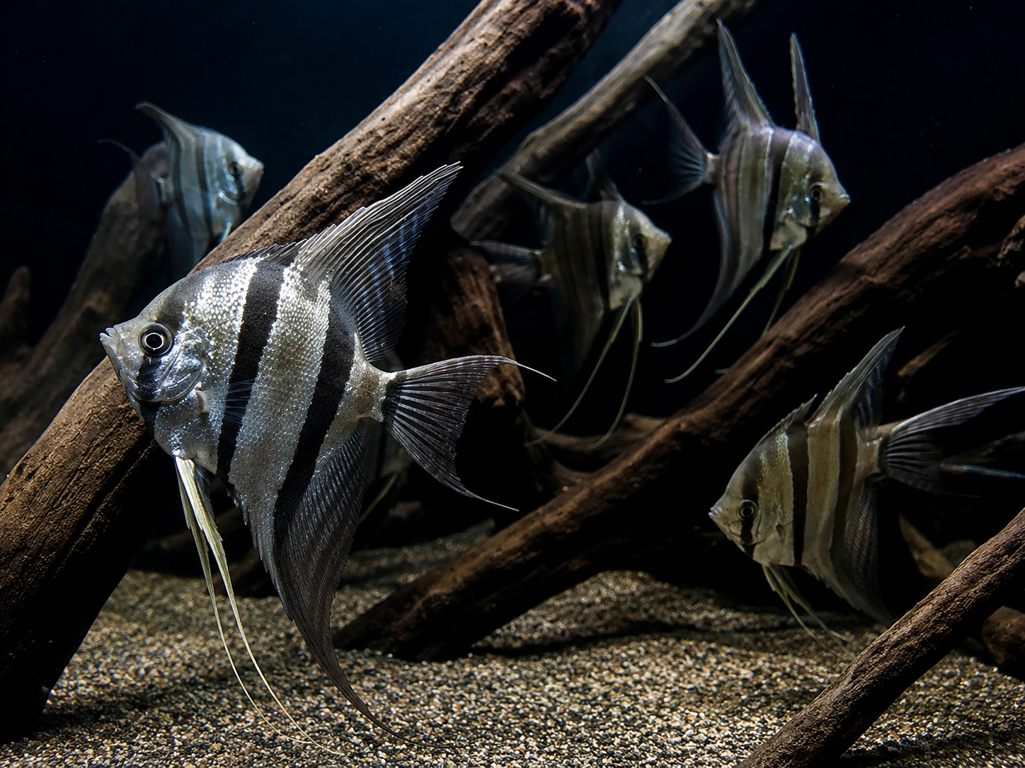Illustrative group of tall freshwater angelfish swimming among vertical driftwood in a spacious aquarium