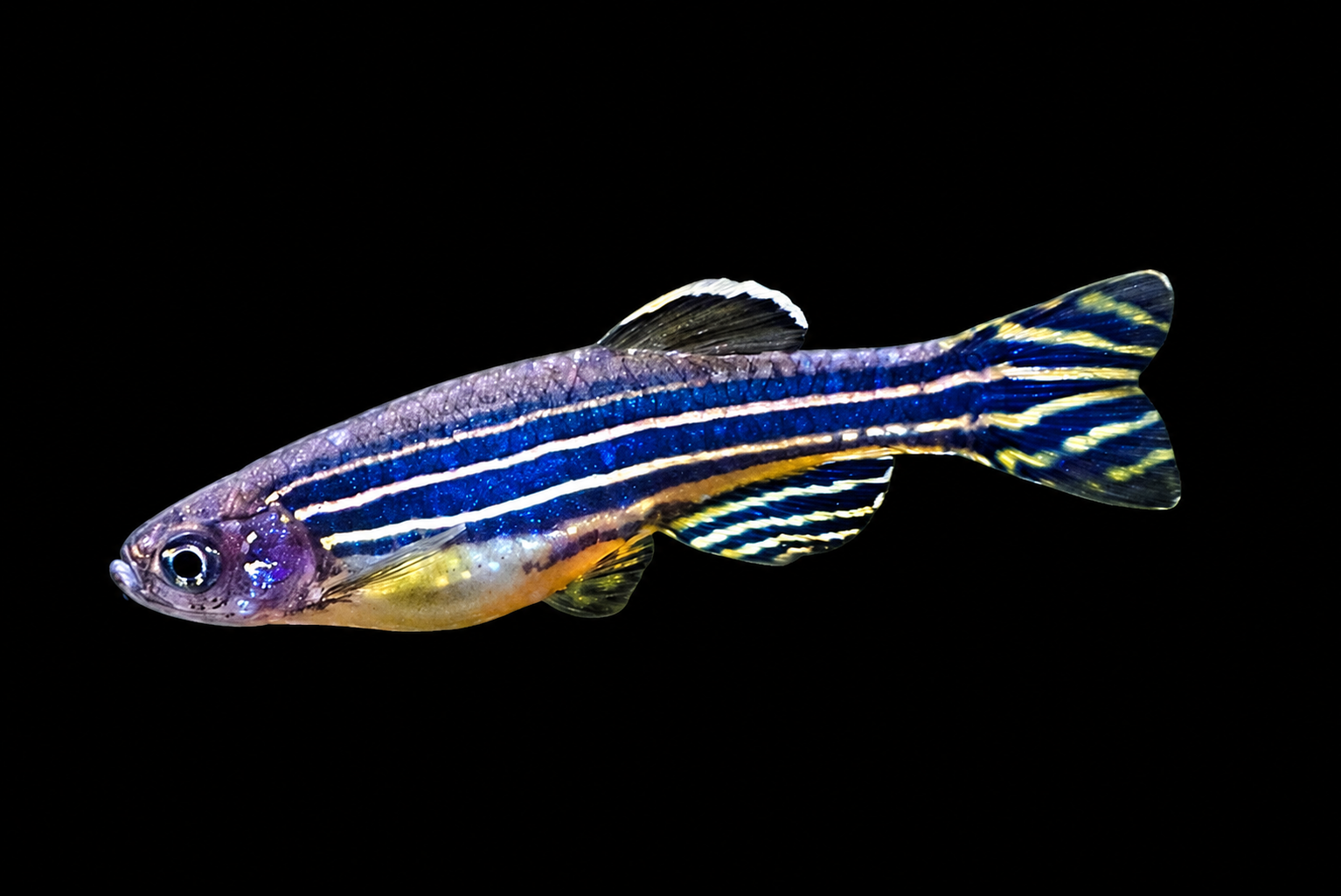 Zebrafish berenang laju dalam ruang terbuka akuarium