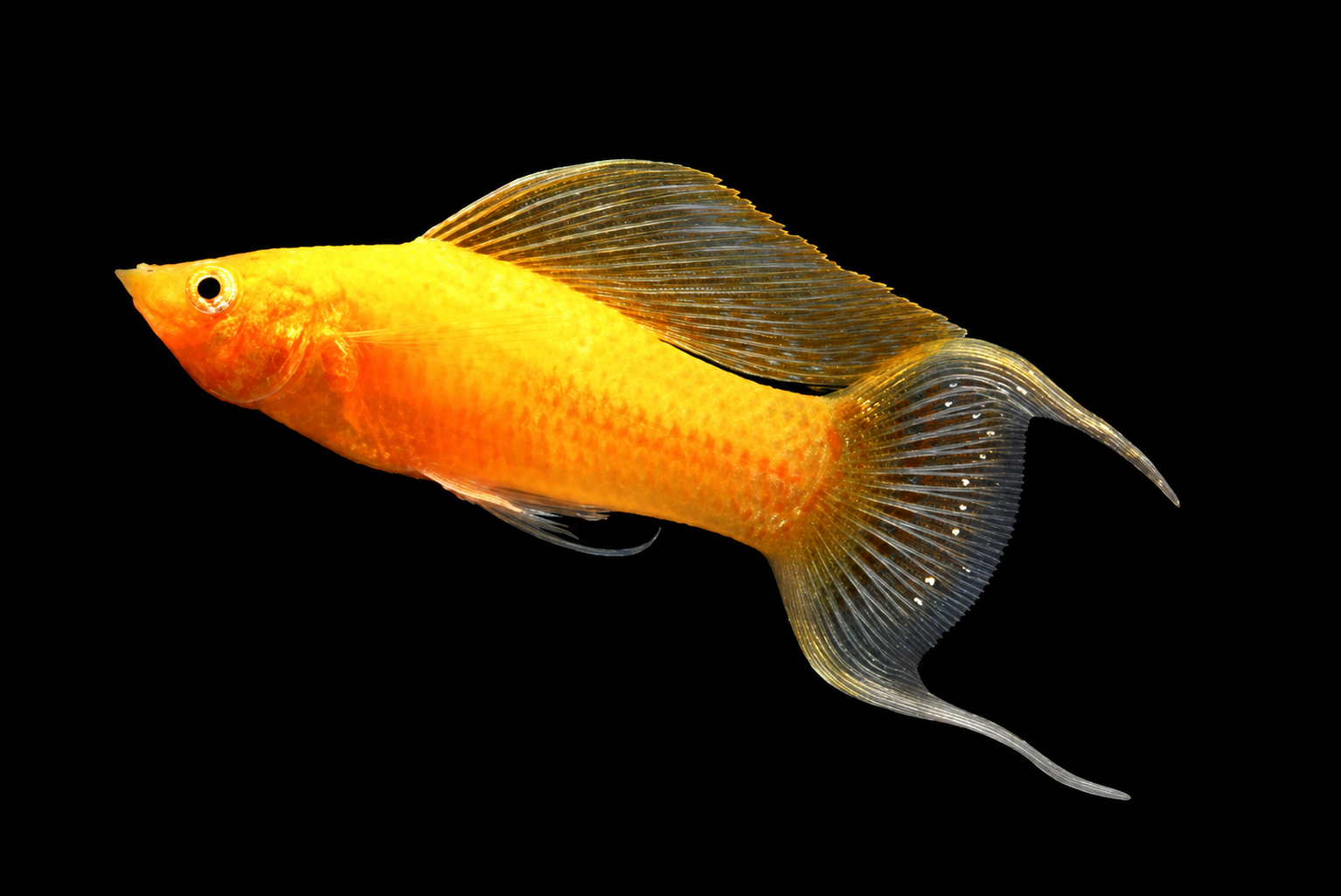 Sailfin Molly berenang dalam akuarium
