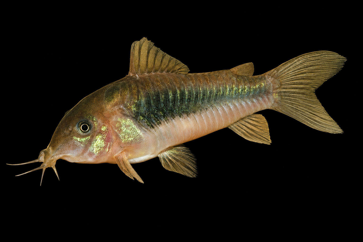 Bronze Cory mencari makanan di dasar akuarium