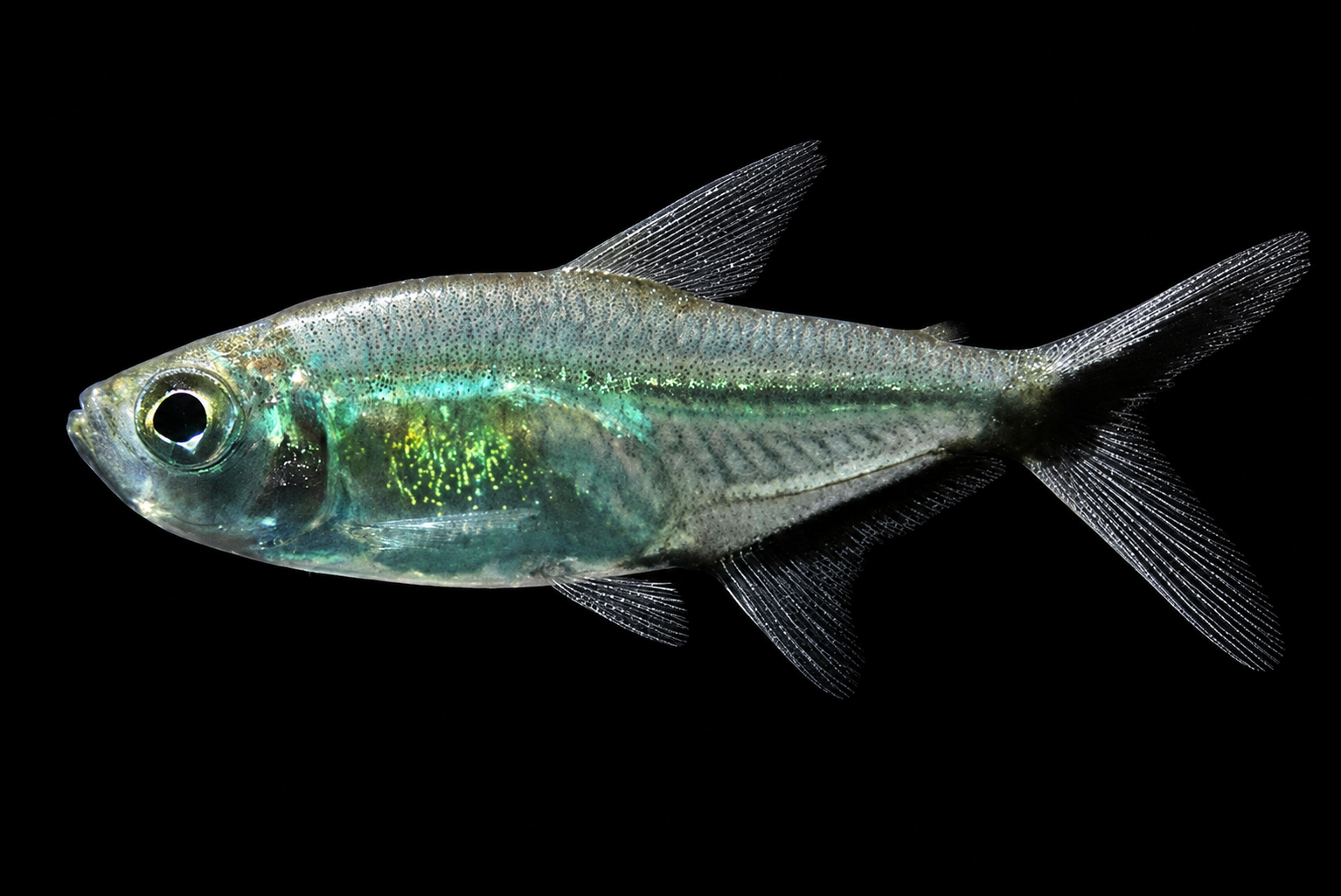 Sekumpulan Black Tailed Tetra dalam akuarium