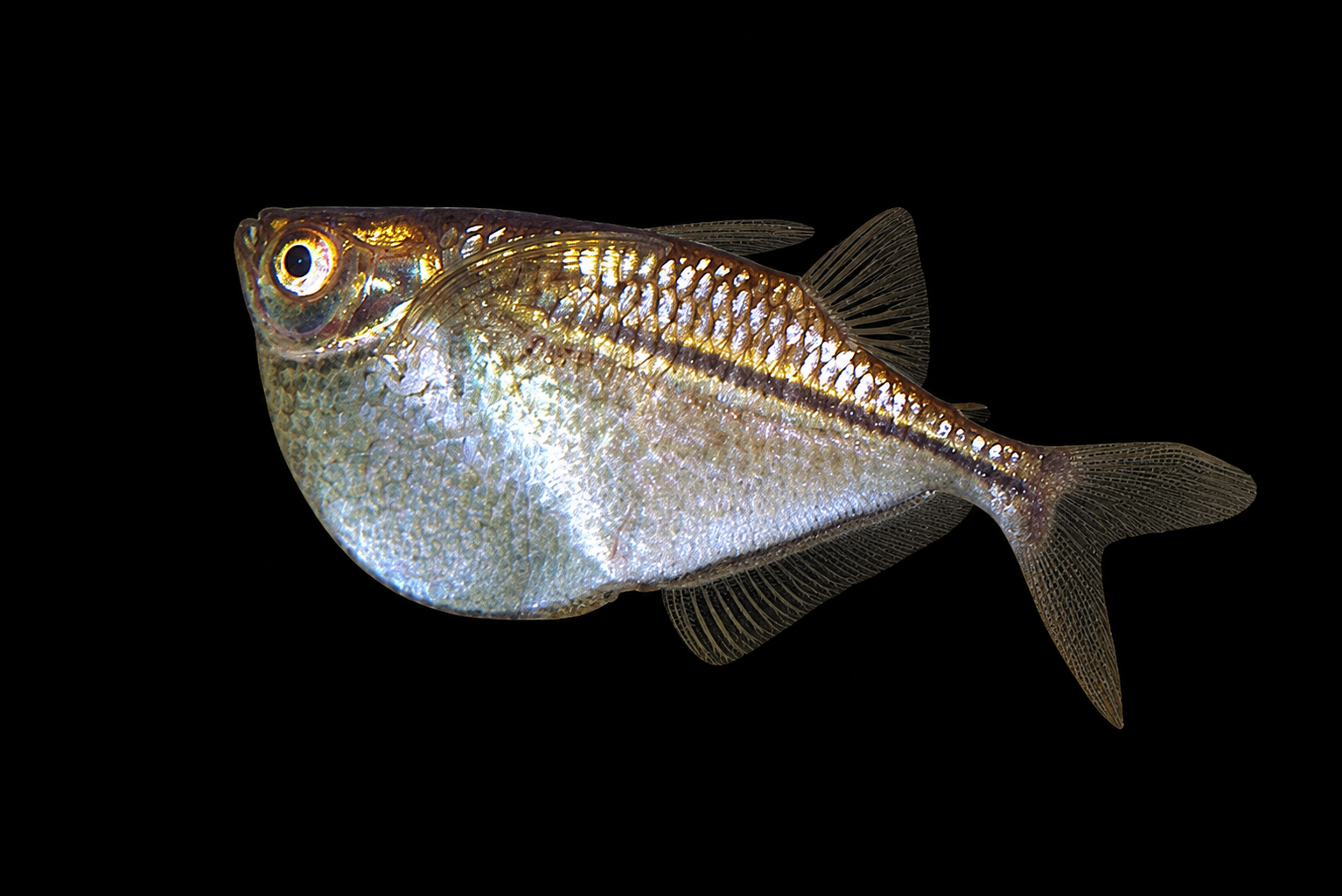 Common hatchetfish berenang dekat permukaan akuarium
