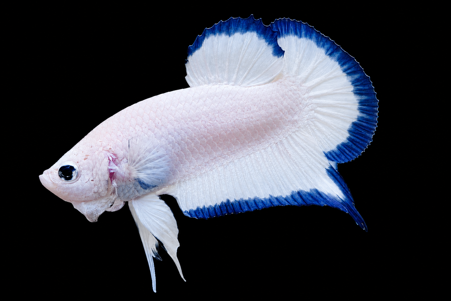 Ikan laga Betta splendens mengembangkan sirip dalam planted tank