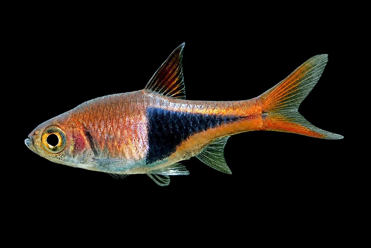 Harlequin rasbora berenang berkumpulan di bahagian tengah akuarium bertanaman