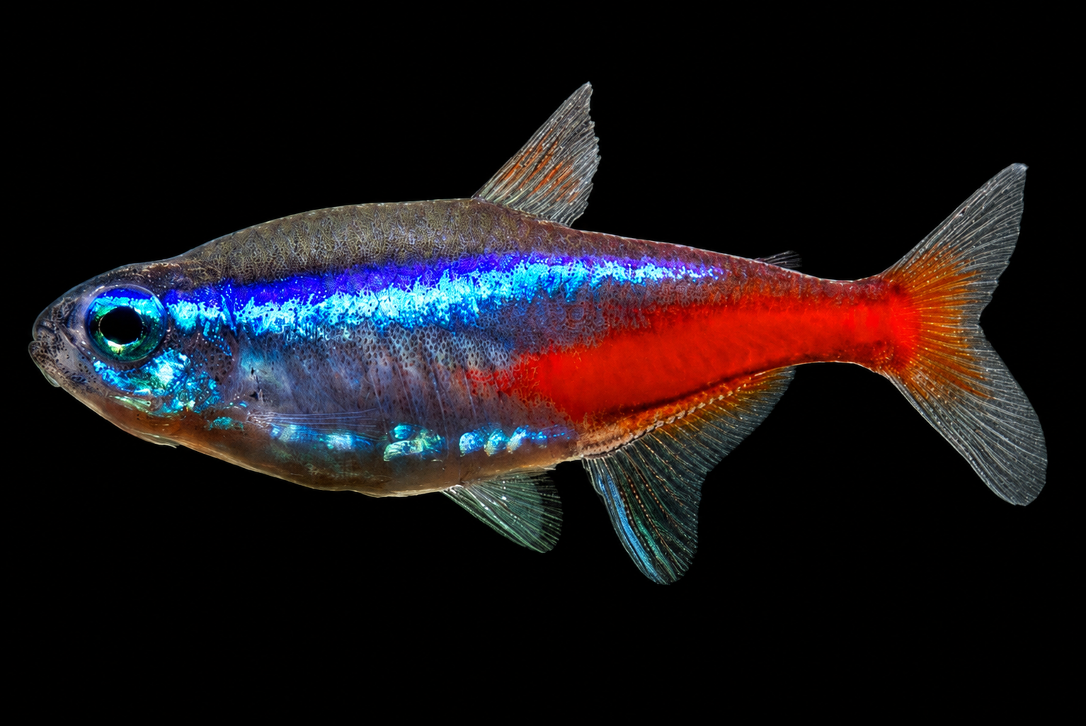 Cardinal tetra berenang berkumpulan di bahagian tengah akuarium bertanaman