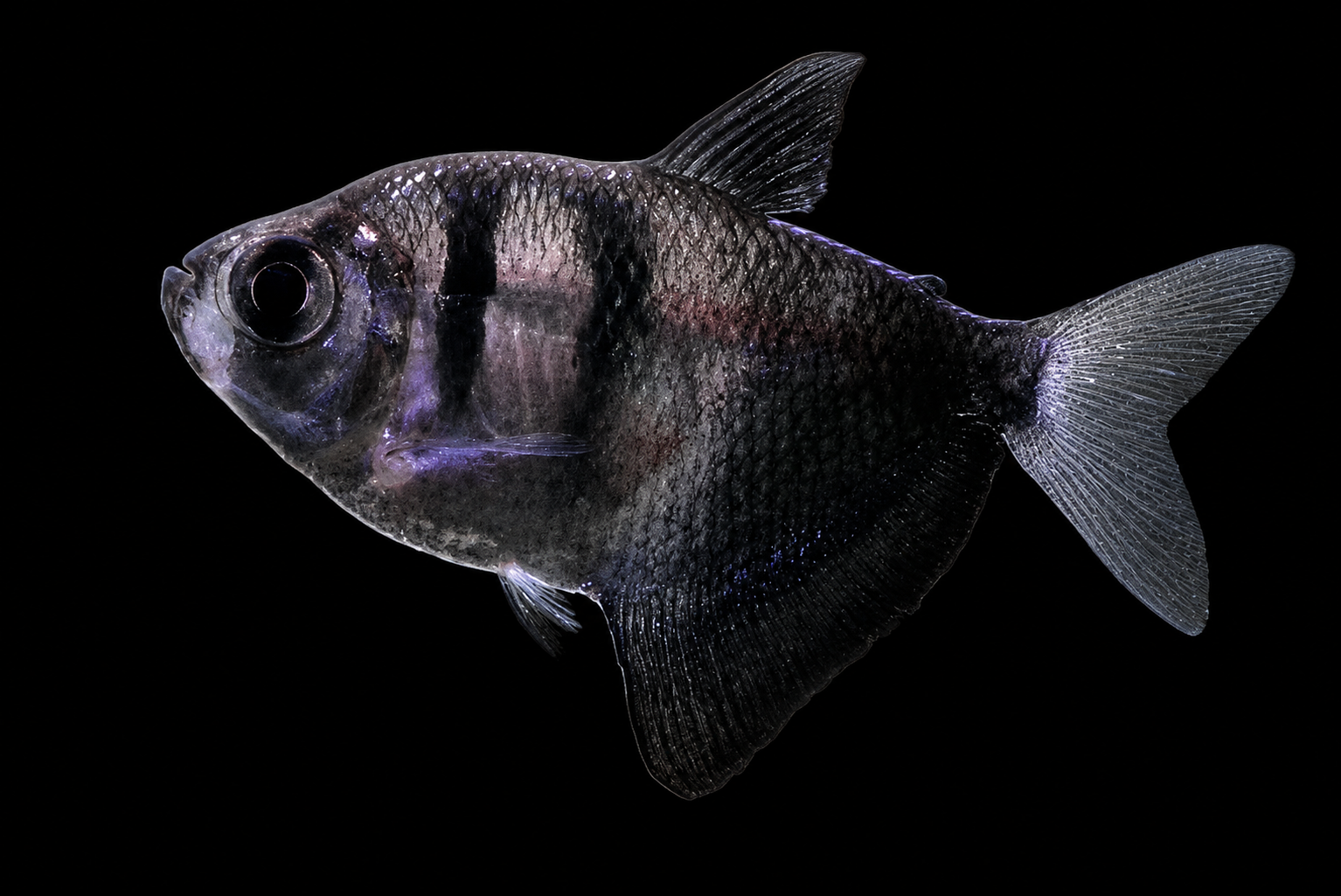 Black skirt tetra dengan badan lebar dan sirip berwarna gelap